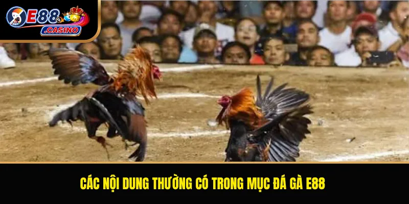 Các nội dung thường có trong mục đá gà E88