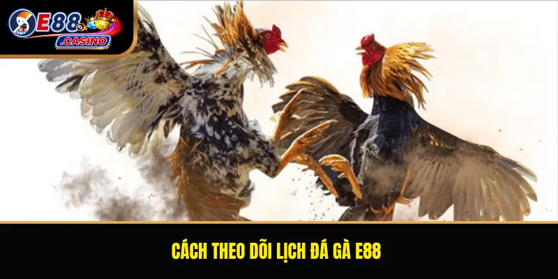 Cách theo dõi lịch đá gà E88